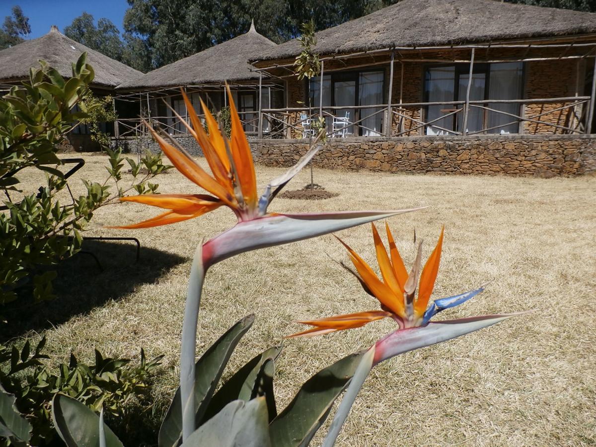Mayleko Lodge Gondar Dış mekan fotoğraf