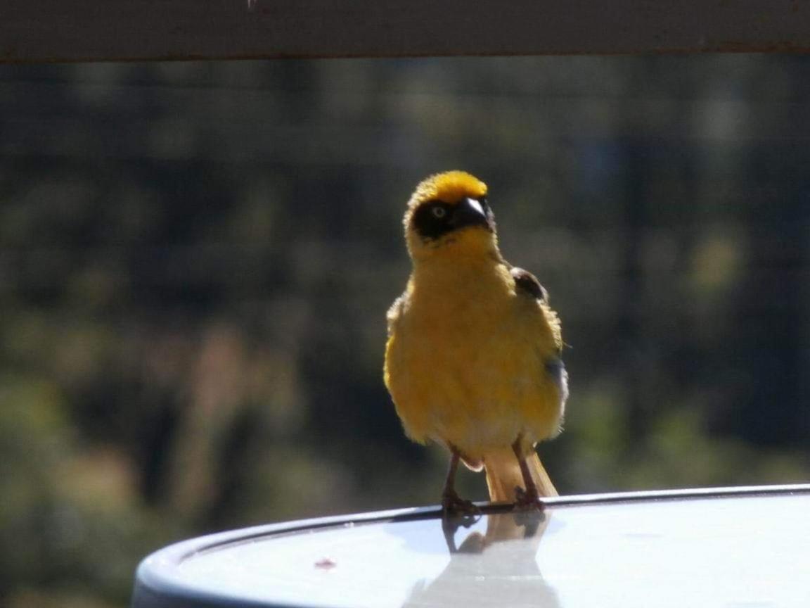 Mayleko Lodge Gondar Dış mekan fotoğraf