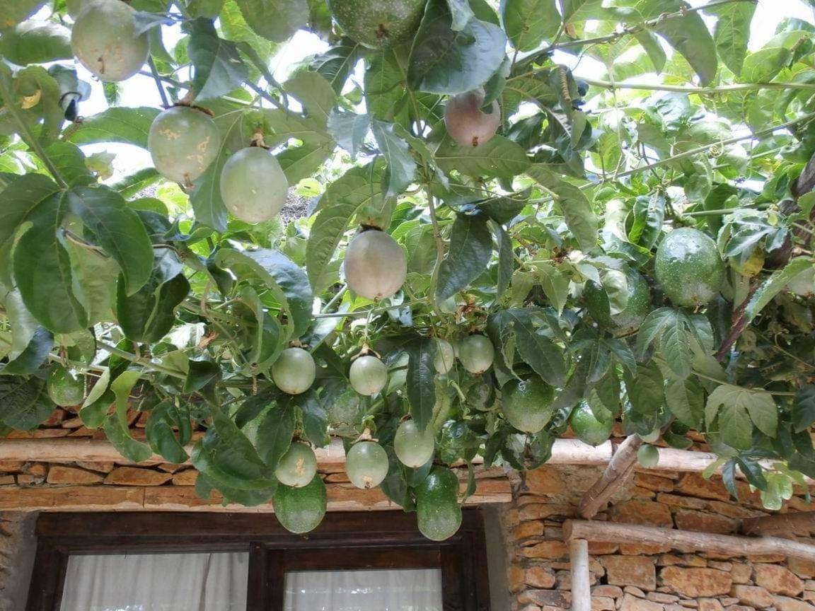 Mayleko Lodge Gondar Dış mekan fotoğraf